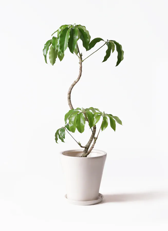 ツピダンサス | 観葉植物通販 HitoHana(ひとはな)
