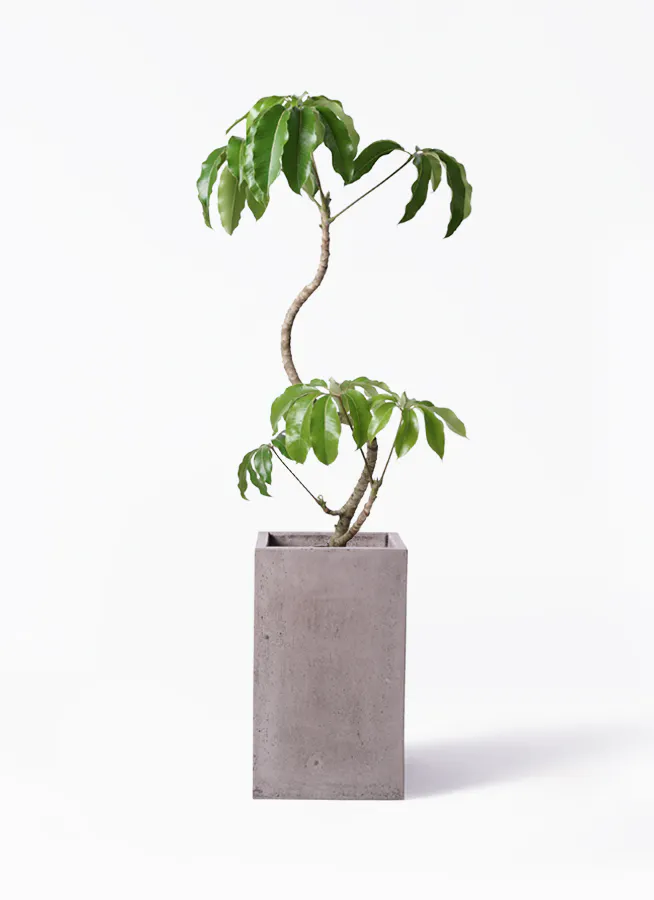 ツピダンサス 曲がり | 観葉植物通販 HitoHana(ひとはな)