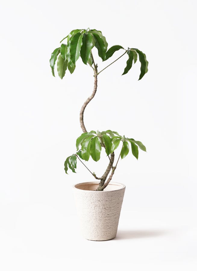 観葉植物 ガジュマル 8号 パンダ 朴仕立て ビアスソリッド 白