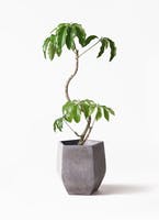 幸せを呼ぶ観葉植物！ツピダンサスの育て方と通販おすすめ3選のご紹介 | ひとはなノート