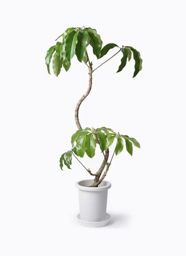 ツピダンサス 曲がり | 観葉植物通販 HitoHana(ひとはな)