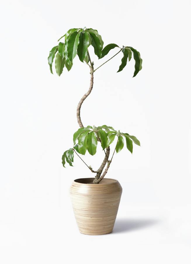 ツピダンサス | 観葉植物通販 HitoHana(ひとはな)