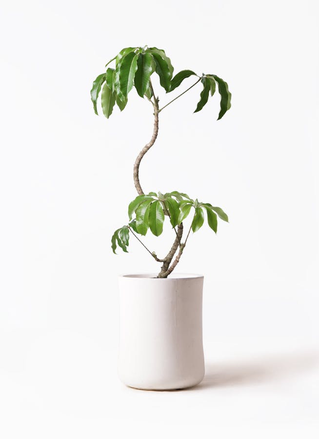 ツピダンサス | 観葉植物通販 HitoHana(ひとはな)