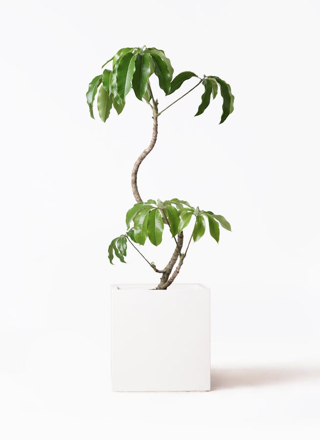 ツピダンサス | 観葉植物通販 HitoHana(ひとはな) ツピダンサス | 観葉植物通販 HitoHana(ひとはな)
