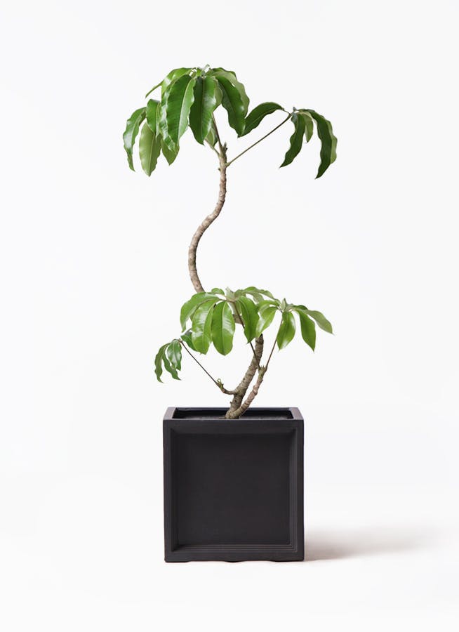 観葉植物 ドラセナ コンシンネ レインボー 8号 ストレート