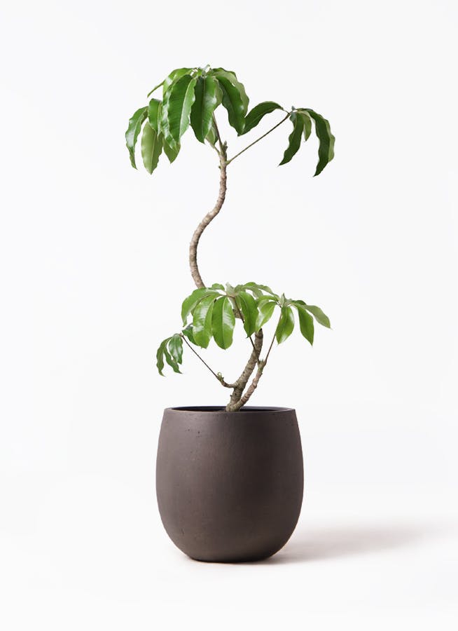ツピダンサス | 観葉植物通販 HitoHana(ひとはな)