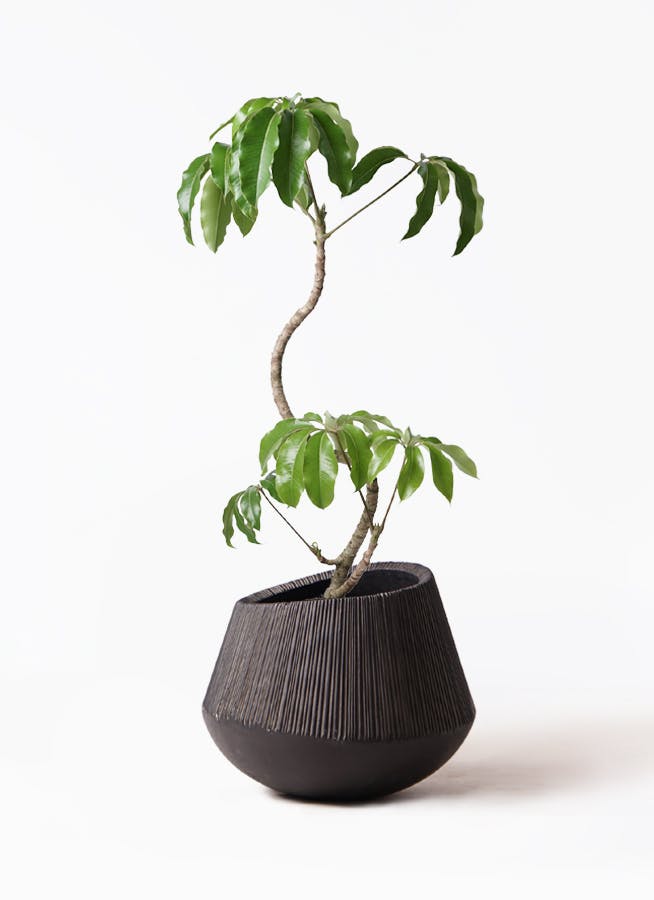 ［現品］3番　ツピタンサス　曲がり　8号　観葉植物　室内　大型　おしゃれ 現品］3番 ツピタンサス 曲がり 8号 観葉植物 室内 大型