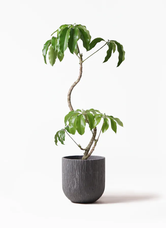 観葉植物 ツピダンサス 8号 曲り カルディナダークグレイ 付き 観葉植物ならhitohana ひとはな