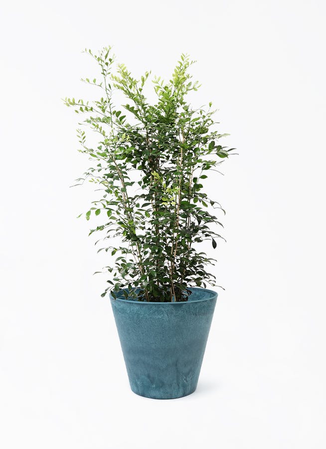 観葉植物 アカシア ブルーブッシュ 8号 アートストーン ラウンド AZURE