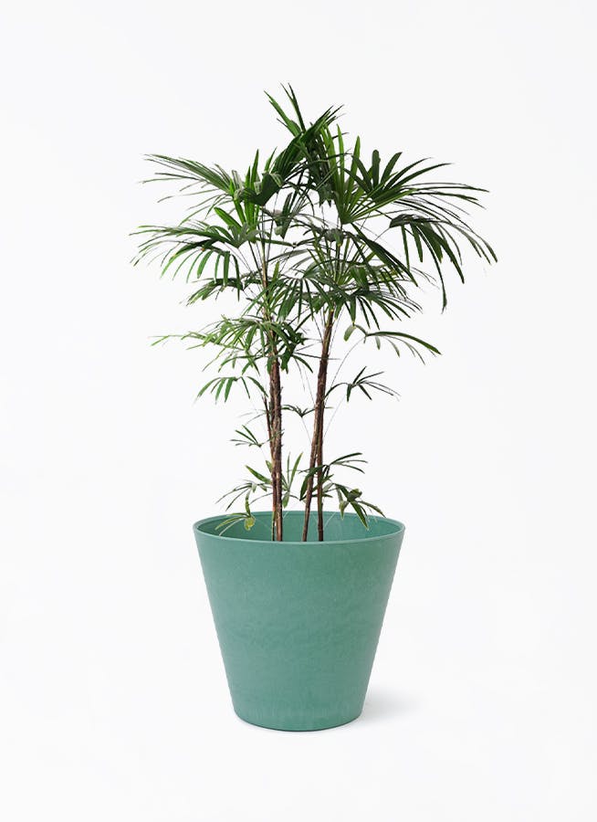 観葉植物 シュロチク（棕櫚竹） 8号 アートストーン ラウンド PASTEL