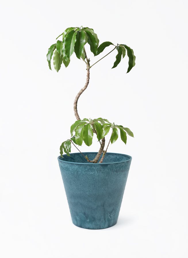 ツピダンサス 8号 | 観葉植物通販HitoHana(ひとはな)