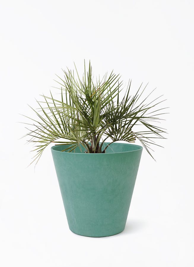 ココスヤシ (ヤタイヤシ) | 観葉植物の通販ならHitoHana（ひとはな）