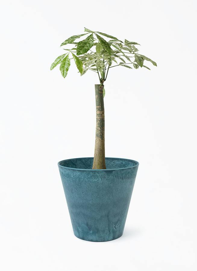 パキラ 朴 斑入り | 観葉植物の通販ならHitoHana（ひとはな）