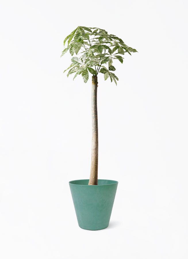 パキラ 観葉植物 緑色 斑入り　葉 パキラ 観葉植物 緑色 斑入り 葉 パキラ 斑入り 実生 | GREEN LUCK