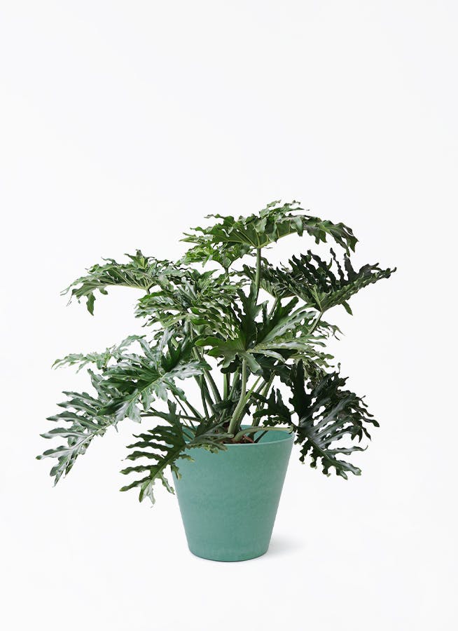 フィロデンドロン 8号 | 観葉植物通販HitoHana(ひとはな)