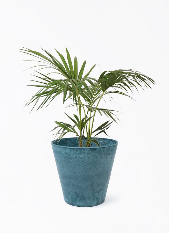 ケンチャヤシ 8号 | 観葉植物の通販ならHitoHana（ひとはな）