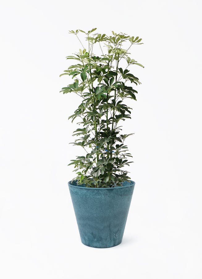 シェフレラ　カポック　8号　1m 幹ゴリシェフレラ シェフレラ カポック 8号 1m 幹ゴリシェフレラ 観葉植物 カポック