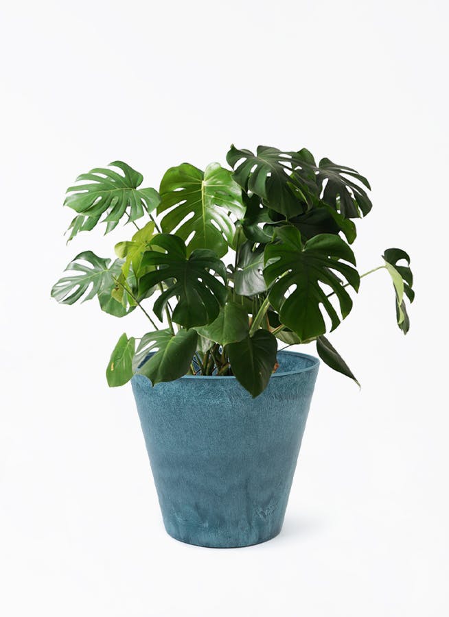 柿　盆栽　8号陶器鉢つき　モンステラ モンステラ 8号 | 観葉植物 | インテリアやギフトに - Hitohana