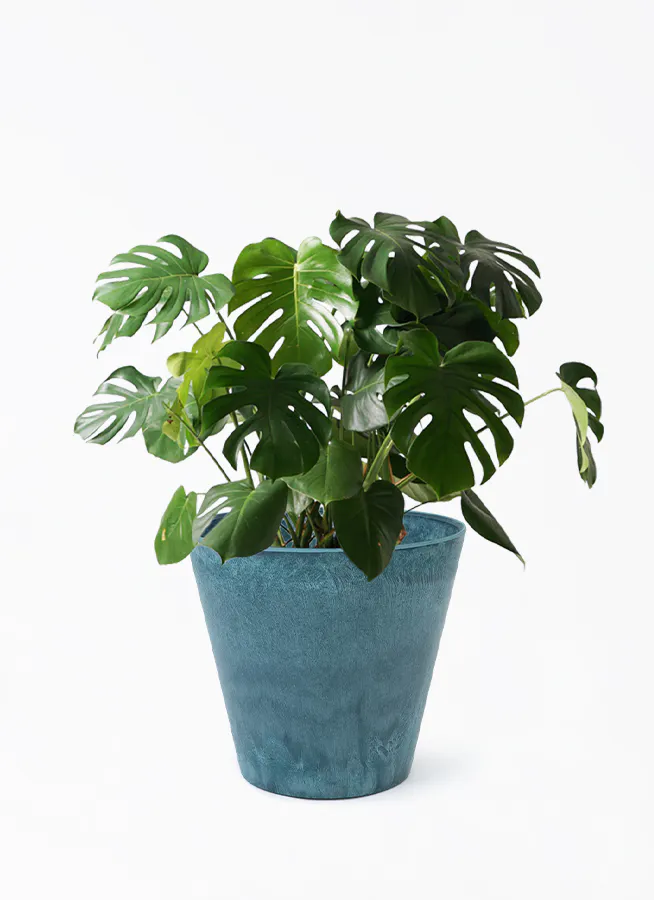 モンステラ 大型 | 観葉植物通販HitoHana(ひとはな)