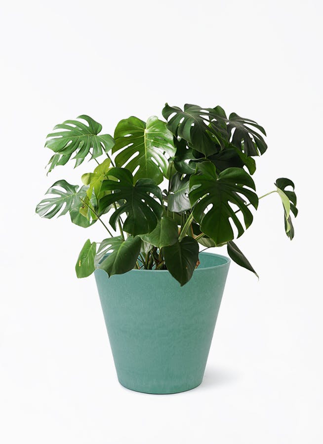 モンステラ 希少 実 大型 観葉植物 楽天市場】斑入りモンステラ 希少 立派な観葉植物 : パリジェンヌ