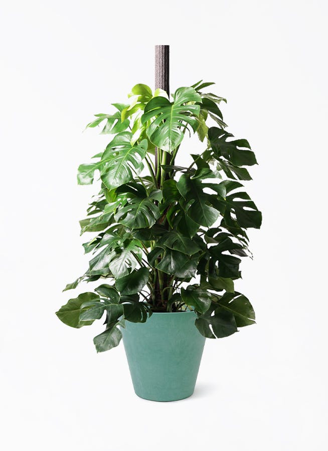 モンステラ 大型 | 観葉植物通販HitoHana(ひとはな)