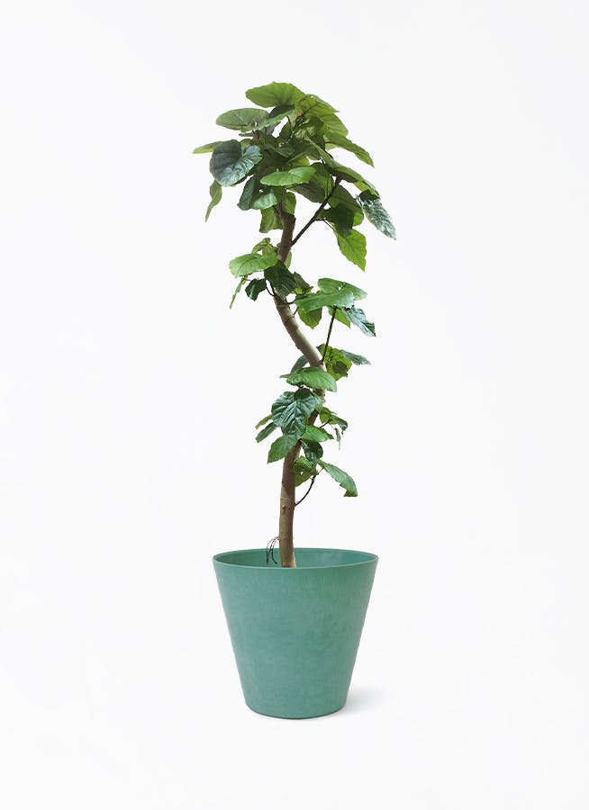 観葉植物 フィカス ウンベラータ 10号 曲がり アートストーン ラウンド