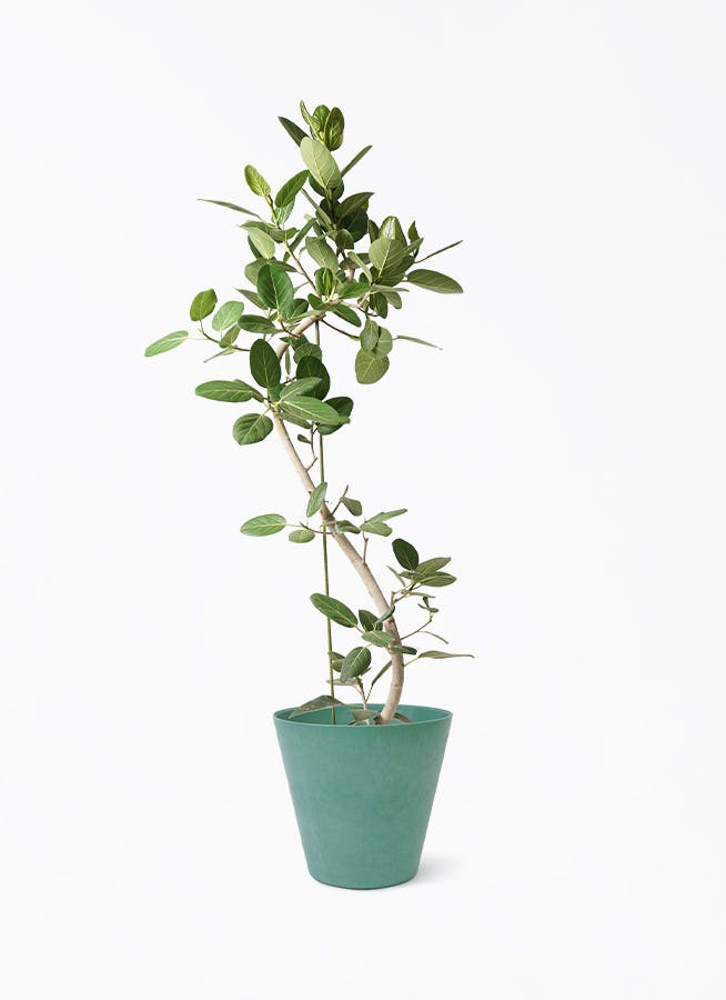 フィカス ベンガレンシス 10号 | 観葉植物通販 Hitohana（ひとはな）