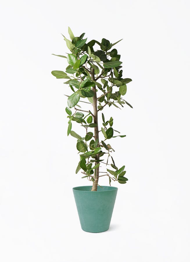 観葉植物 フィカス ベンガレンシス 170cm 10号 フィカス ベンガレンシス 10号 | 観葉植物通販 Hitohana（ひとはな）