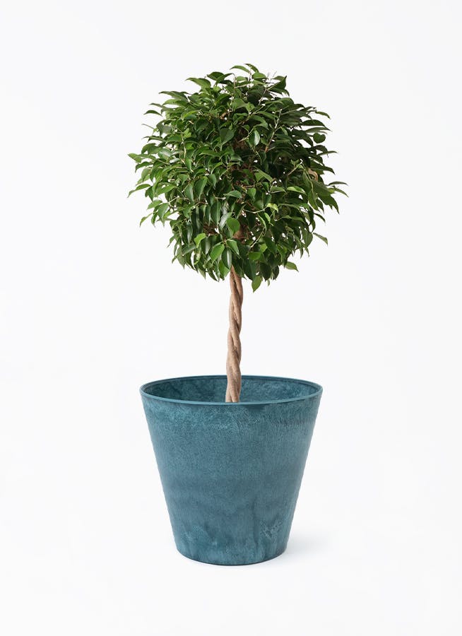 フィカス ベンジャミン 8号 | 観葉植物 | インテリアやギフトに