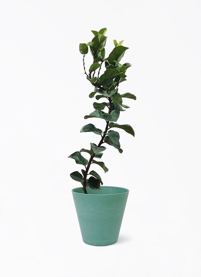 カシワバゴムの木 バンビーノ | 観葉植物通販HitoHana(ひとはな)