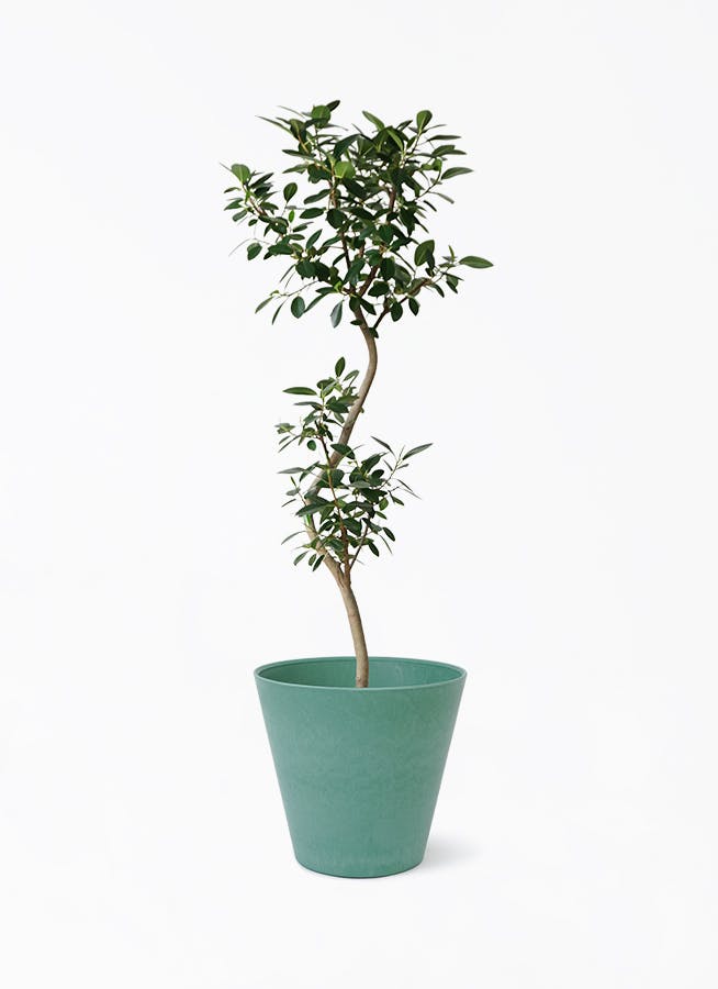 フランスゴムの木 8号 | 観葉植物 | 送料無料でお届け - Hitohana