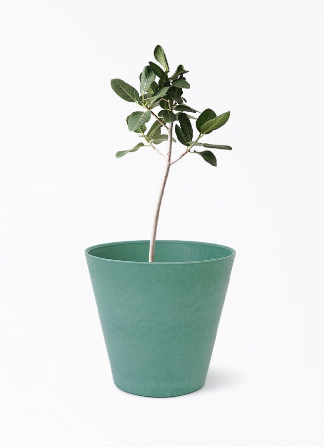 ［現品］☆人気☆ K フィカス　ベンガレンシス　曲がり　8号　観葉植物　室内 2284d71d8e31677a04a073ffd33b53