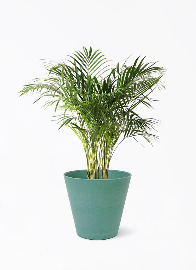 アレカヤシ 8号 | 観葉植物 | インテリアやギフトに - Hitohana