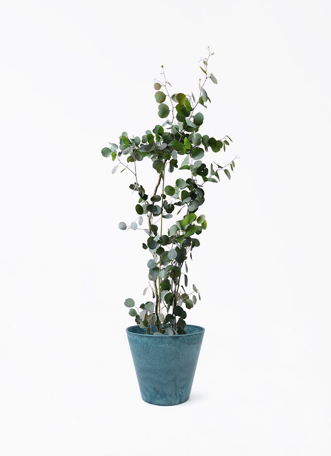 植物、観葉植物 ユーカリ2．5メートル 楽天市場】ユーカリ（グニー） 黒色 ファイバー キューブ ポット