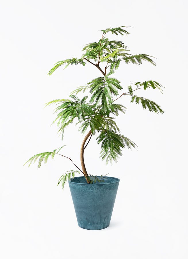 エバーフレッシュ 8号 曲がり | HitoHana（ひとはな）