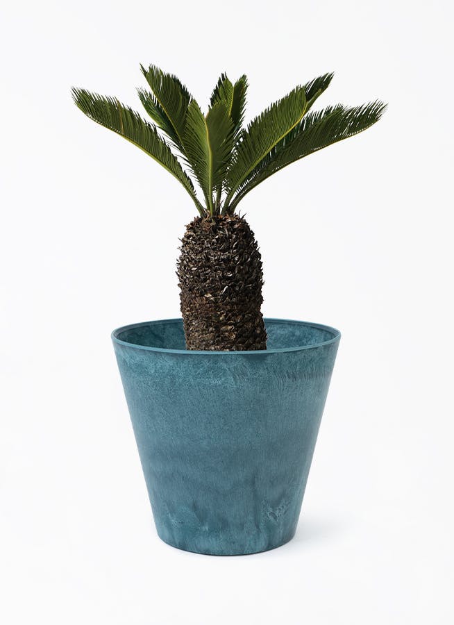 ソテツ 8号 | 観葉植物 | インテリアやギフトに - Hitohana（ひとはな）