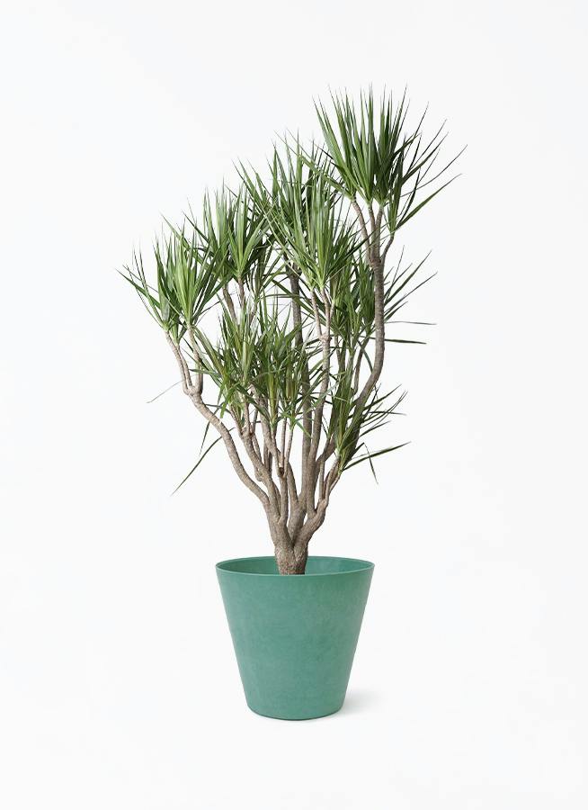 観葉植物 ドラセナ コンシンネ 10号 一本立ち アートストーン ラウンド