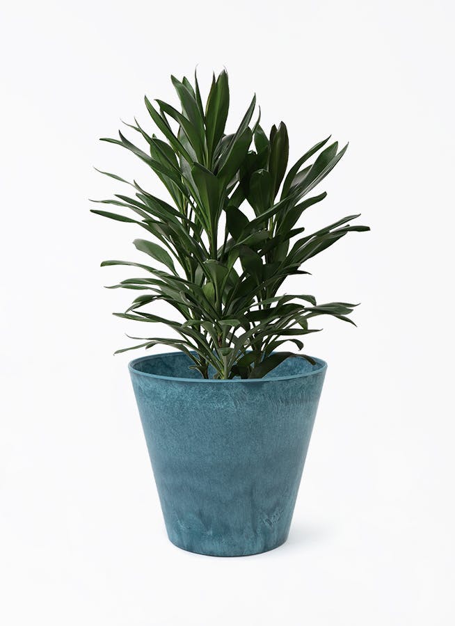 ドラセナ グローカル | 観葉植物通販HitoHana(ひとはな)