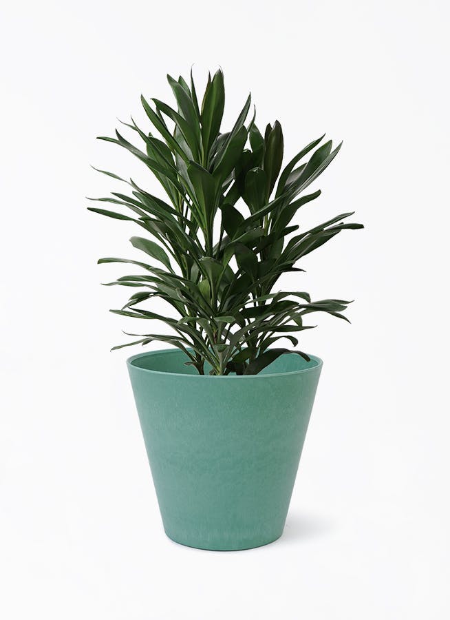 dracaena-glocal-267_1.jpg