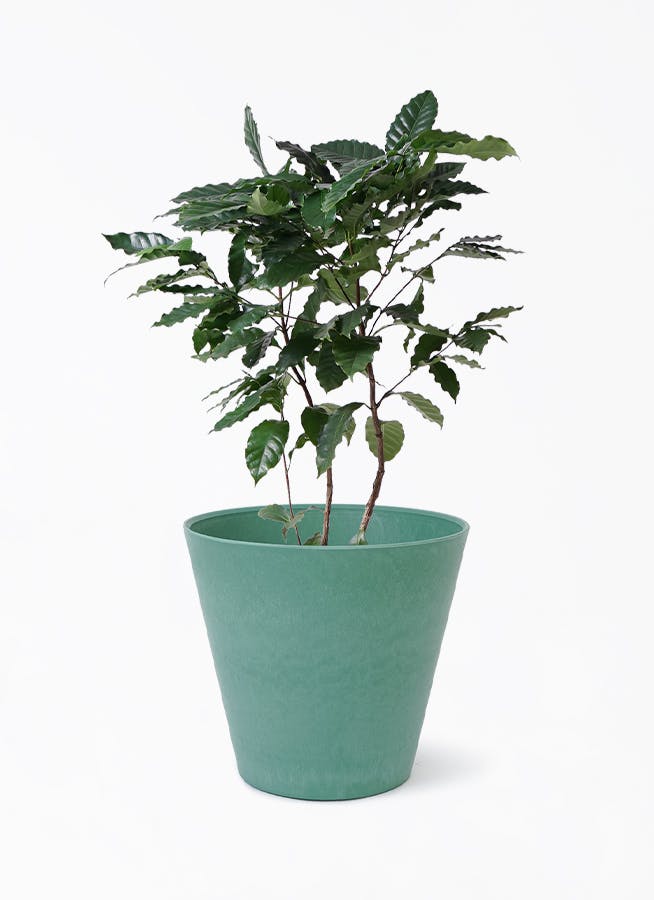 コーヒーの木 8号 | 観葉植物 | 送料無料でお届け - Hitohana