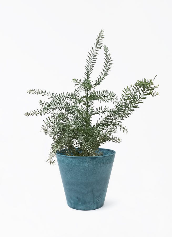 観葉植物 アカシア ブルーブッシュ 8号 アートストーン ラウンド AZURE