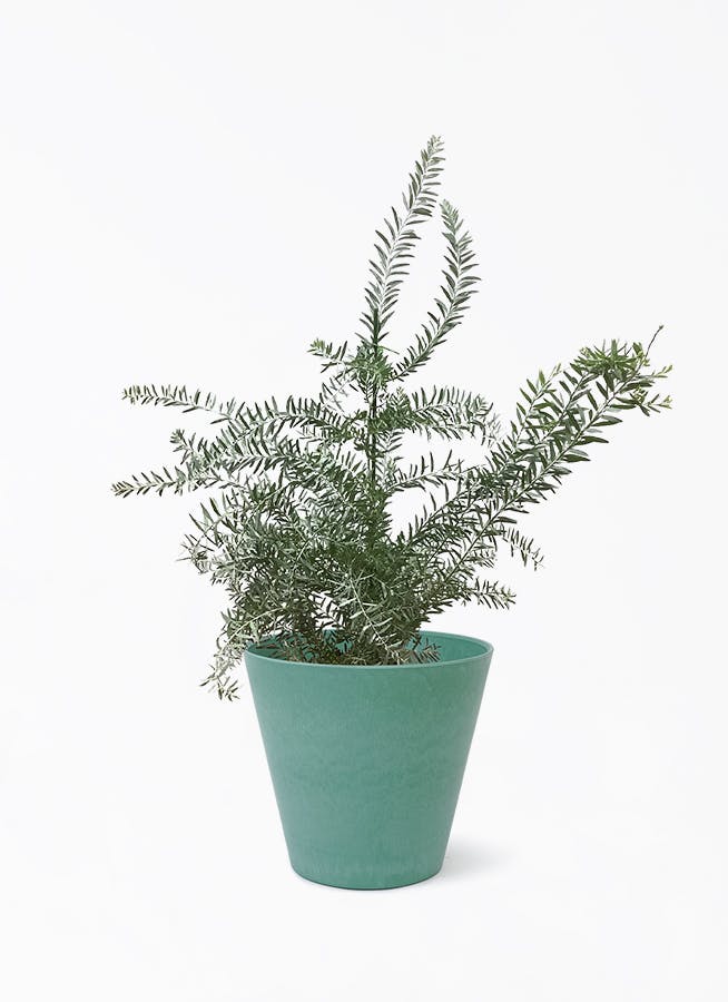 【現品】アカシア・ブルーブッシュ　8号　MS番 楽天市場】アカシア ブルーブッシュ 8号 マメ科 観葉植物