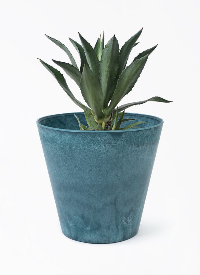 観葉植物 アガベ 8号 アメリカーナ アートストーン ラウンド