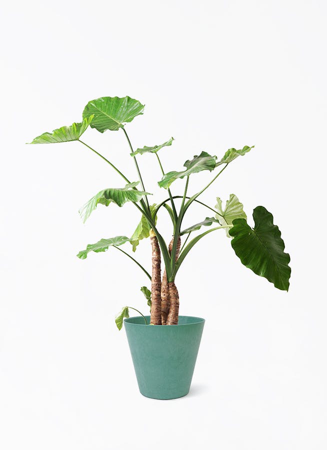 クワズイモ 10号 | 観葉植物通販HitoHana(ひとはな)