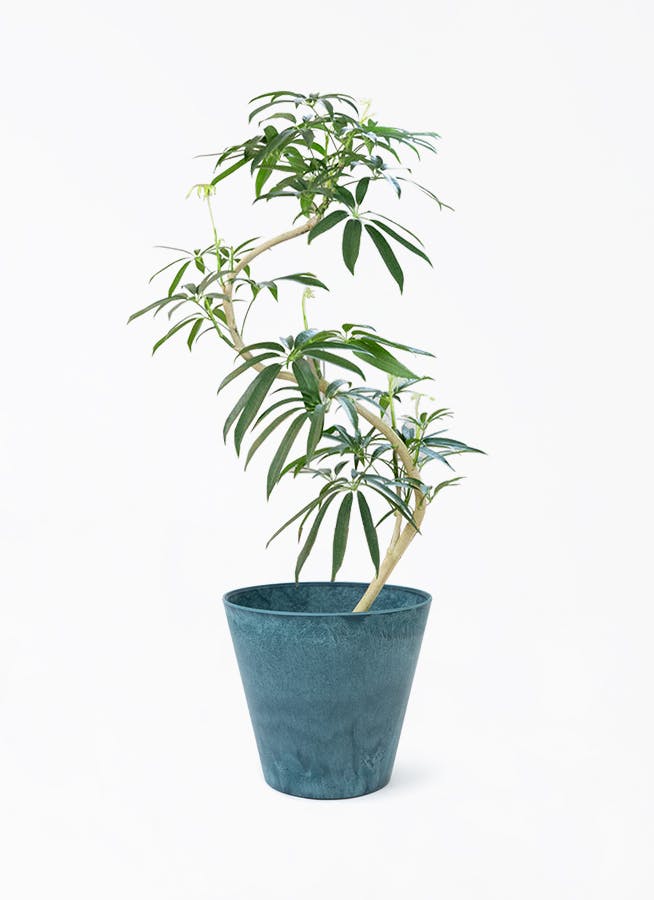 シェフレラ アンガスティフォリア | 観葉植物通販 HitoHana（ひとはな）