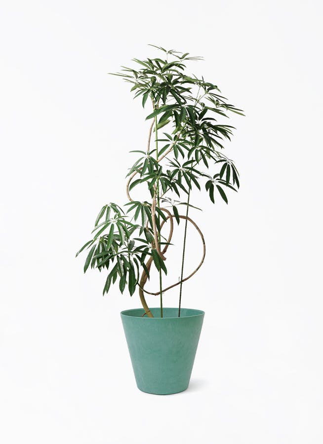 シェフレラ アンガスティフォリア | 観葉植物通販 HitoHana（ひとはな）
