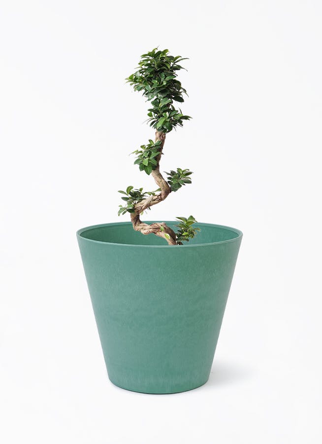 ガジュマル 8号 | 観葉植物通販HitoHana(ひとはな)