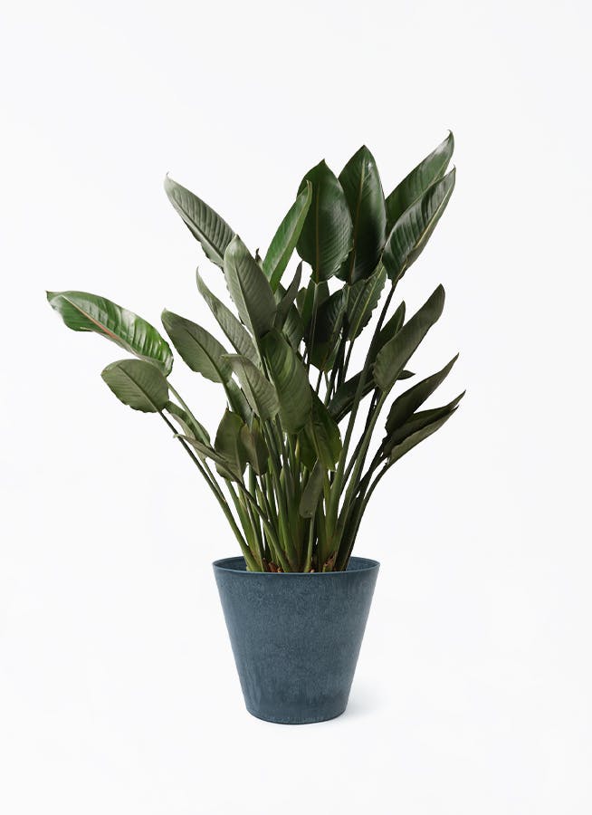 ストレチア レギネ 10号 | 観葉植物 | インテリアやギフトに