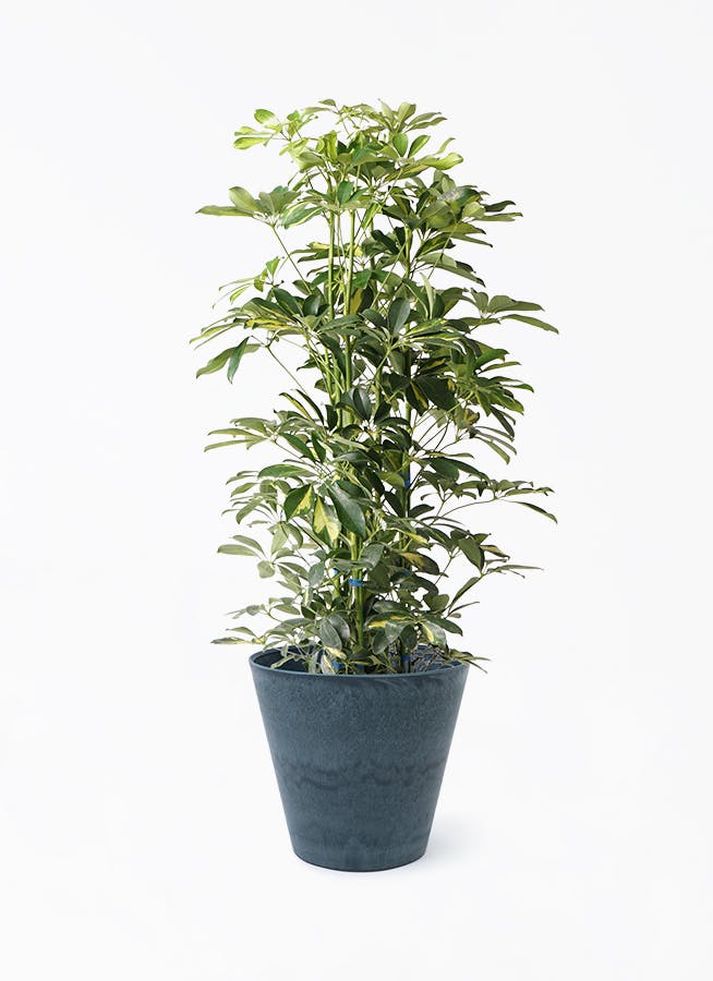シェフレラ 大型 | 観葉植物通販HitoHana(ひとはな)
