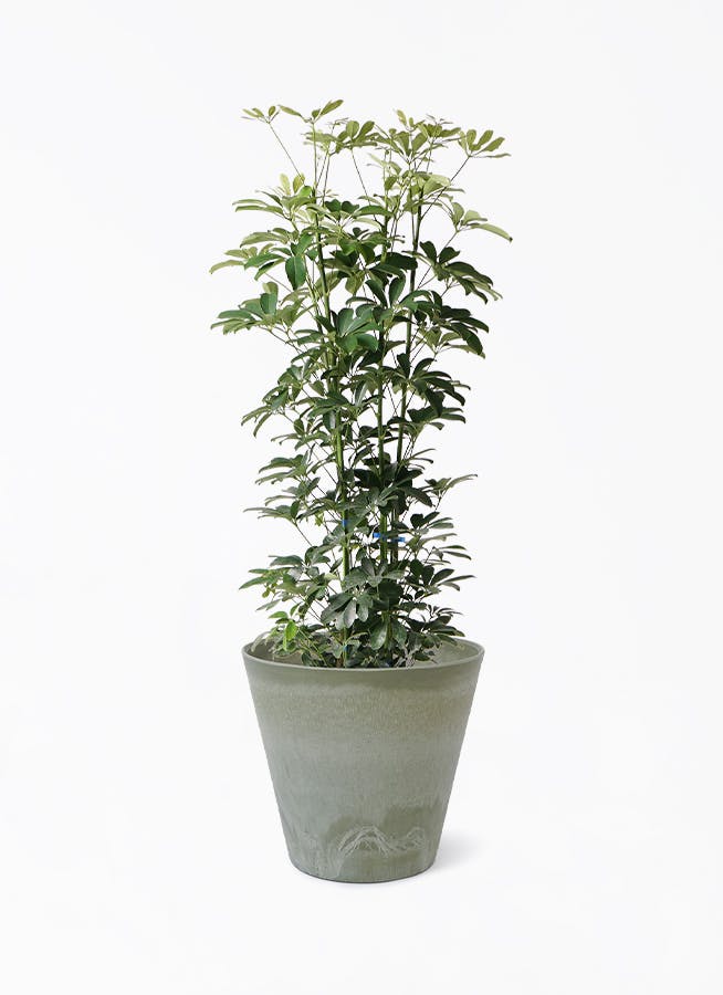 カポック（シェフレラ） 8号 | 観葉植物 | インテリアやギフトに